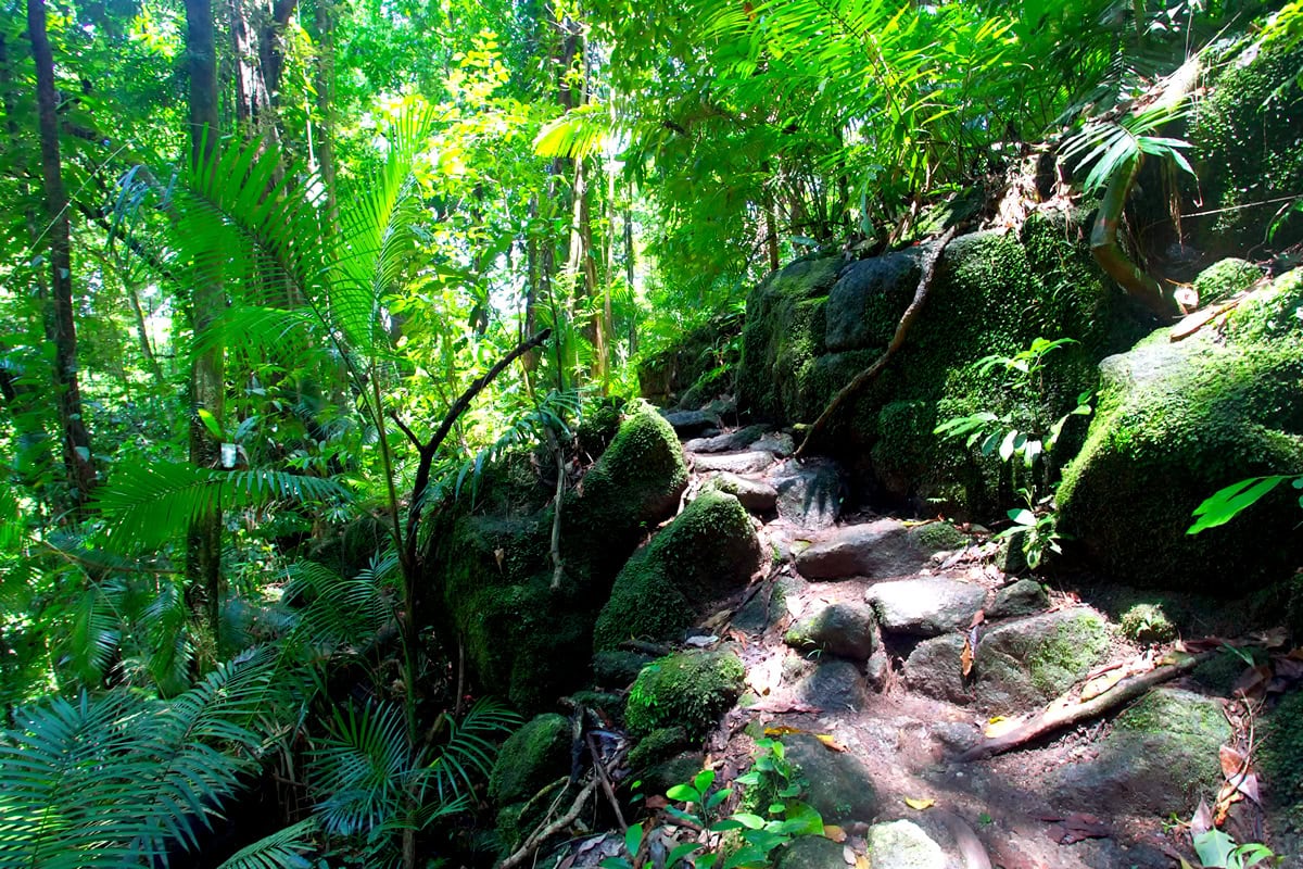 Cairns Rain Forest with Simplicy by the Sea